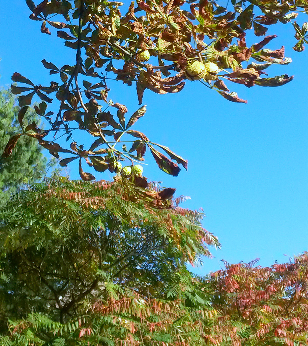 15 petits bonheurs simples d'automne - Laissons Lucie Faire