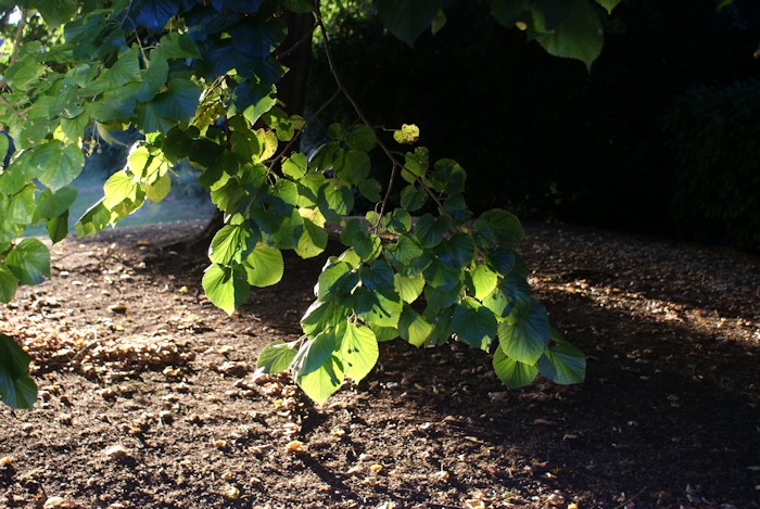 15 petits bonheurs simples d'automne - Laissons Lucie Faire