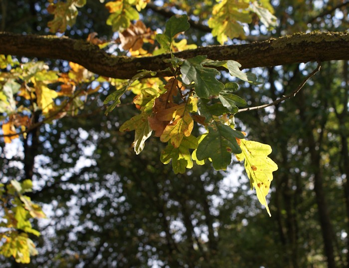 15 petits bonheurs simples d'automne - Laissons Lucie Faire