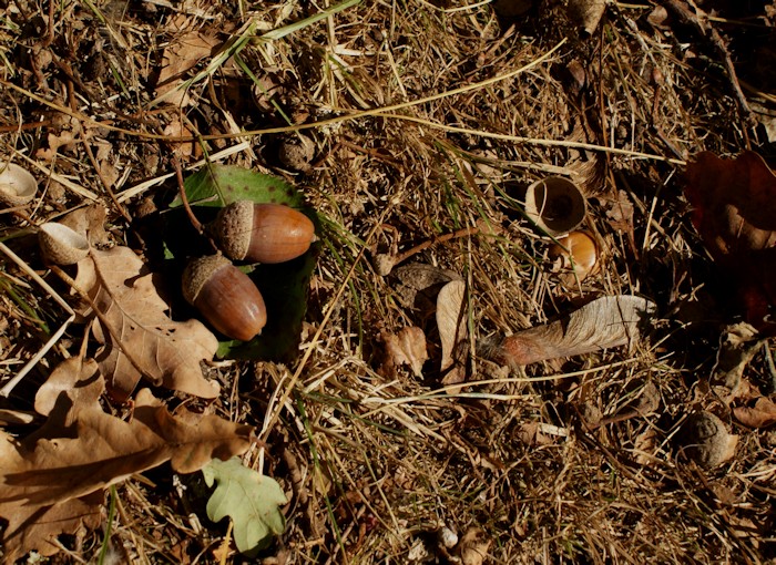 15 petits bonheurs simples d'automne - Laissons Lucie Faire