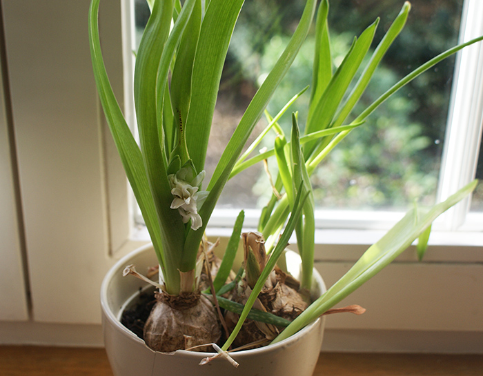 Jacinthe - Laissons Lucie Faire