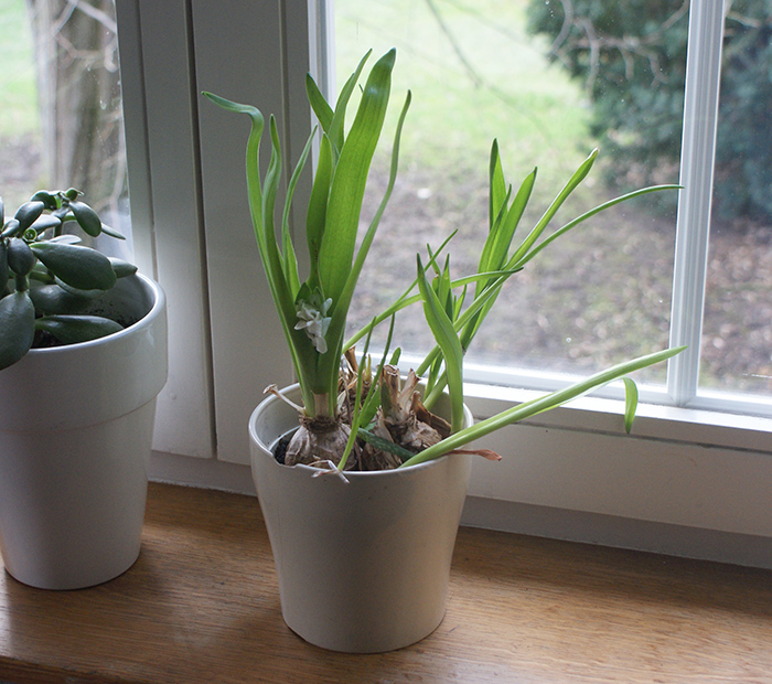 Jacinthe - Laissons Lucie Faire